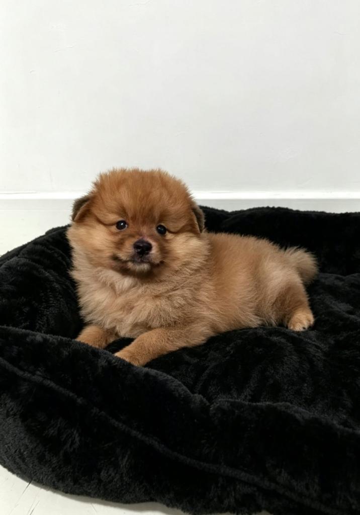 Pomeranian 
