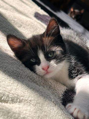 ***3 KITTENS FOR SALE***