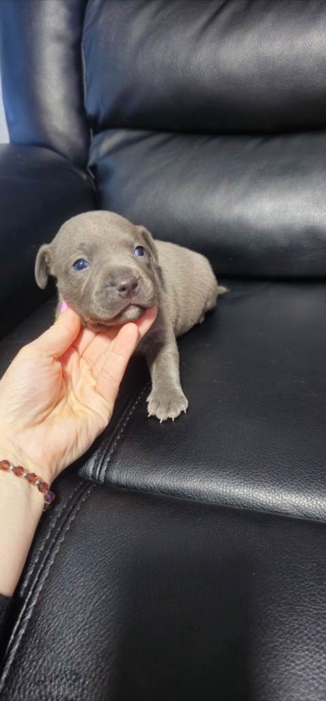 Staffordshire Bull Terrier (Staffy puppies) KC Registered