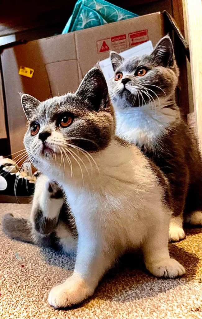 British Shorthair GCCF Registered Kittens Females