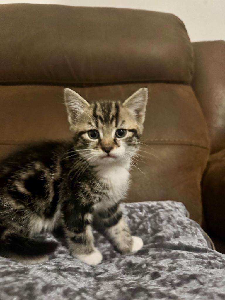 3 male kittens for sale