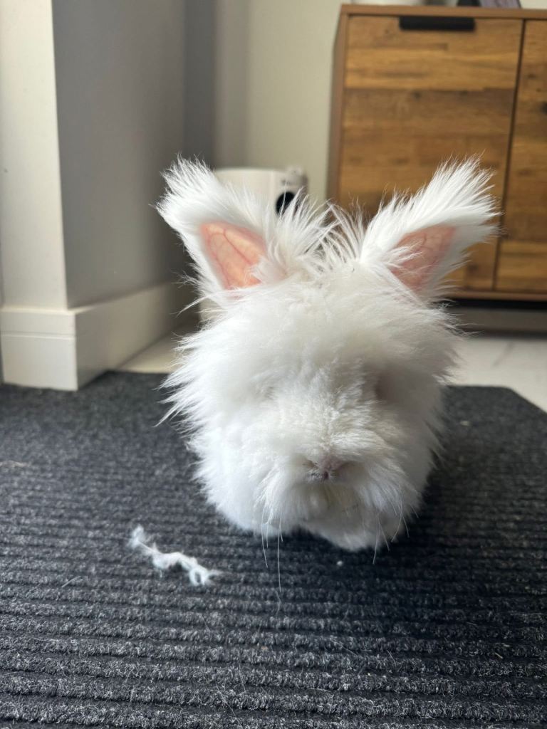 Full face Angora rabbits