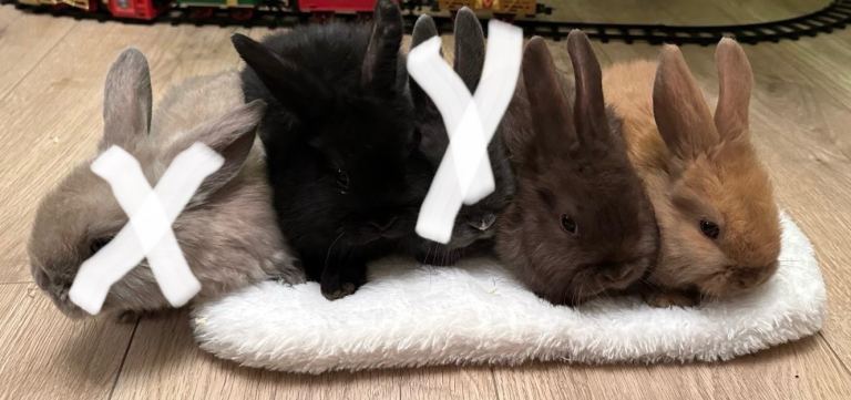 Baby mini lops Halosowen, West Midlands 