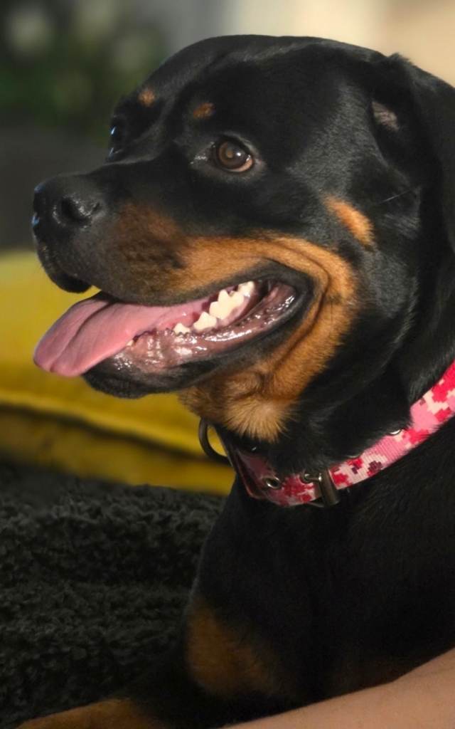 ROTTWEILER LUNA ♡