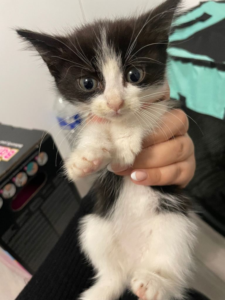 Beautiful Kittens 