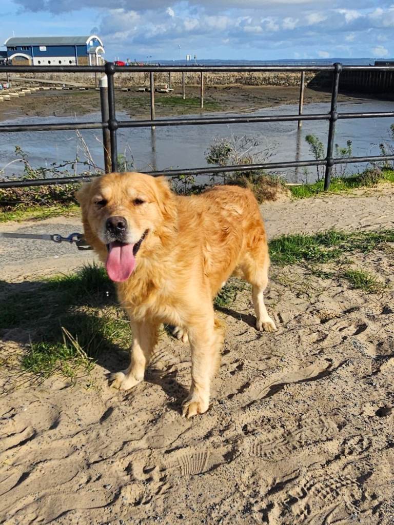 "Charlie " golden retriever male