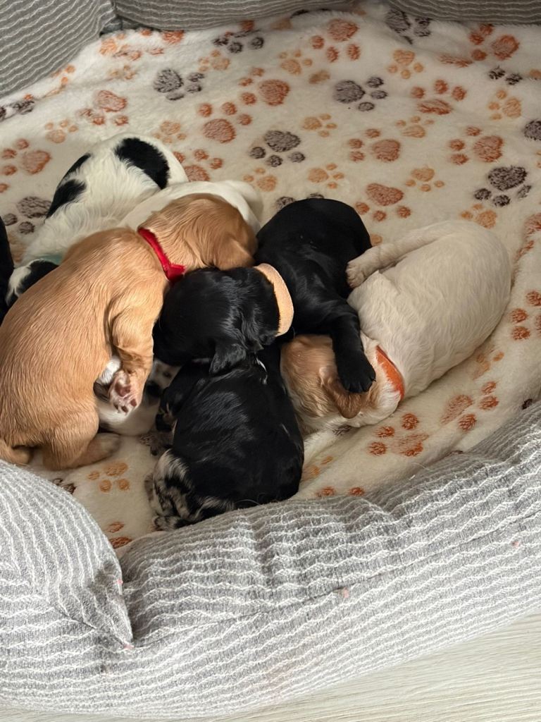 Cockapoo puppies