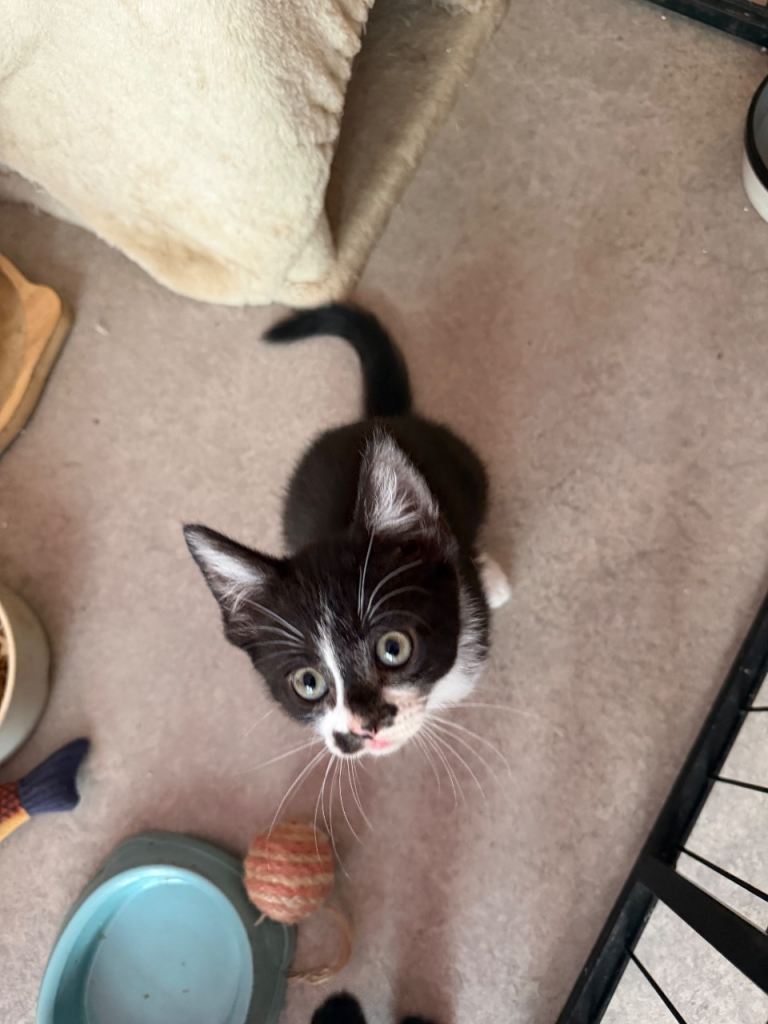 Kittens ready now