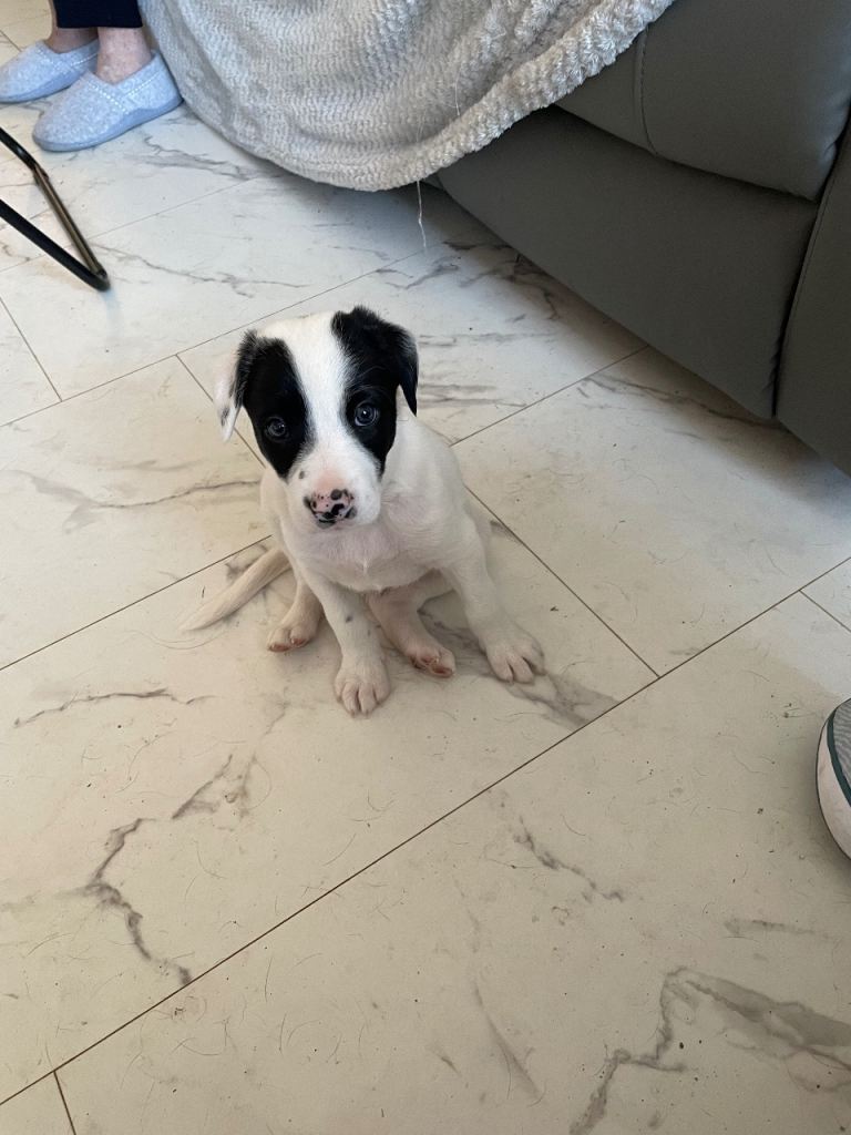 Male border collie puppy