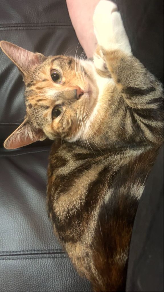 Female tabby
