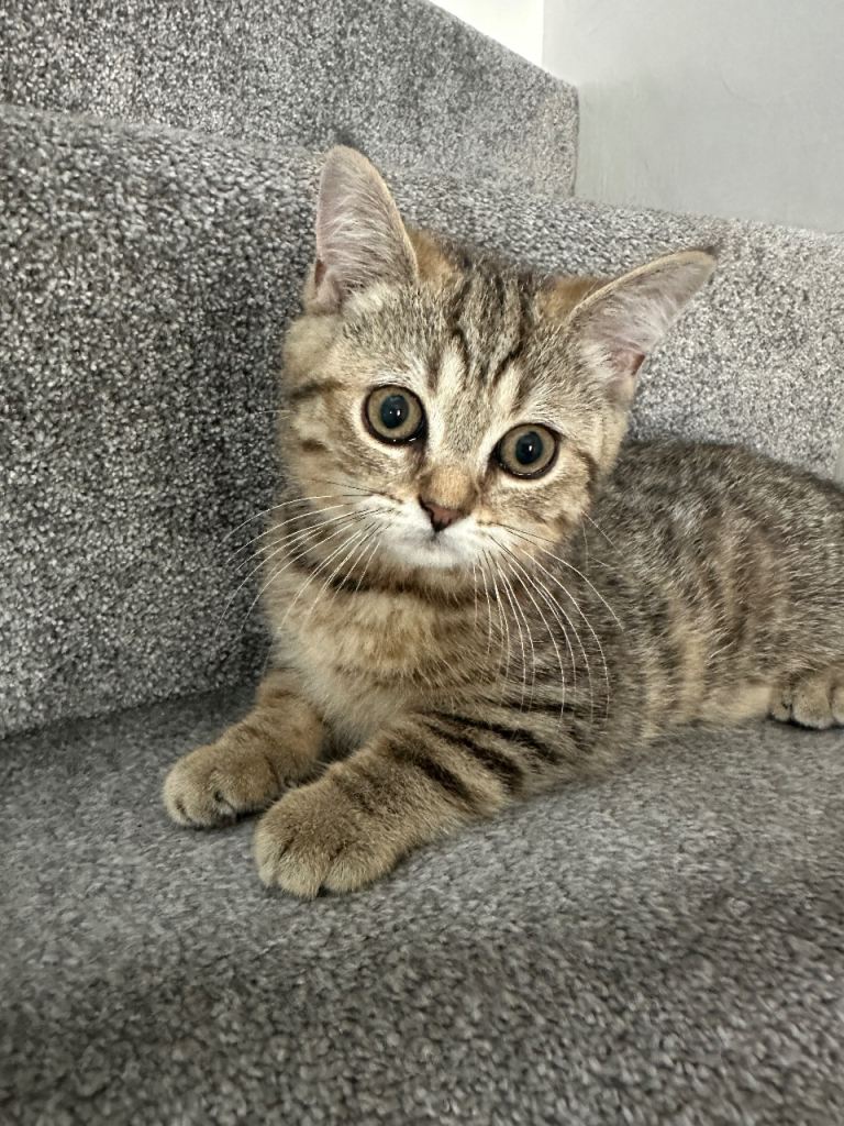 😻DISCOUNTED PRICE🙀 Beautiful BSH KITTENS😻