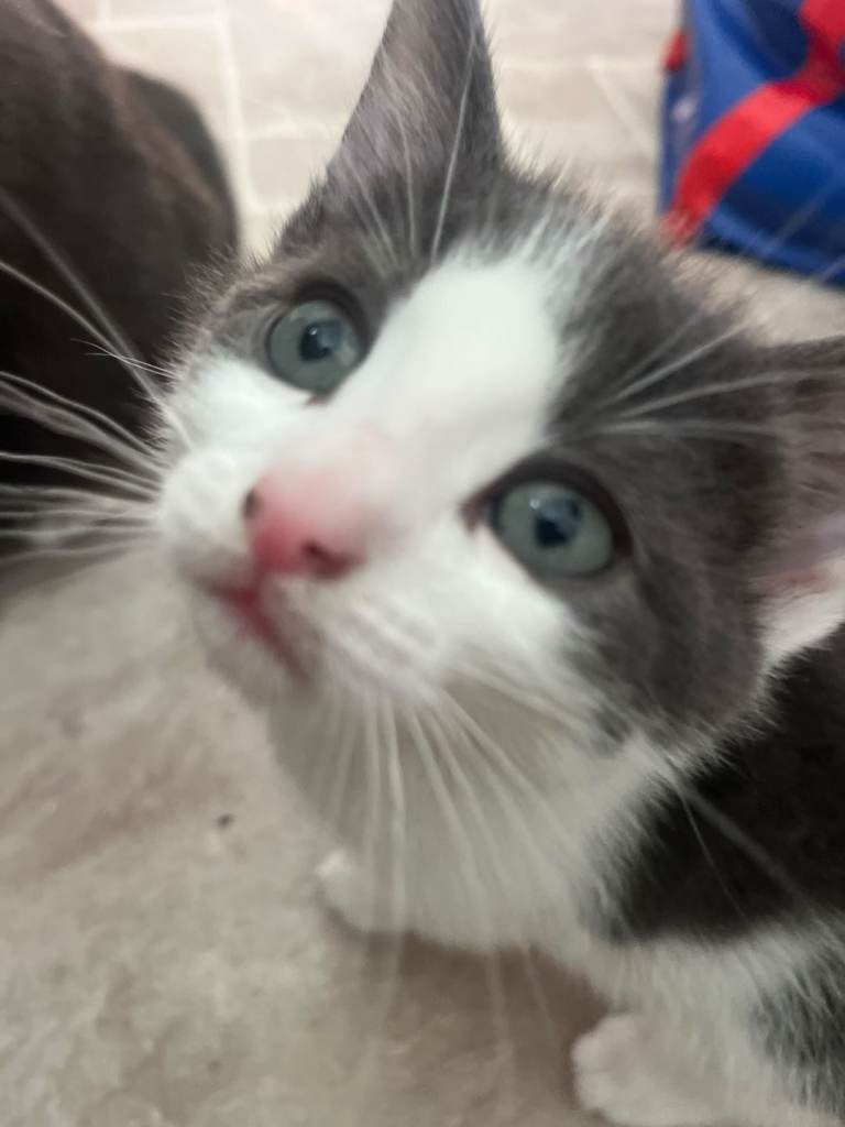 Kittens 