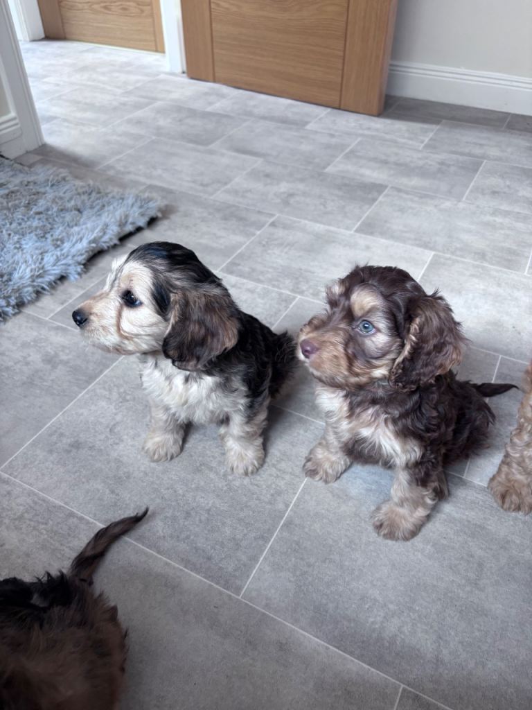 Cockapoo puppies ready to leave 