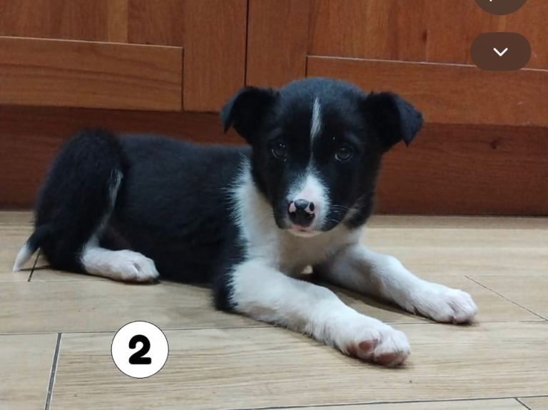 Border collie pups for sale 