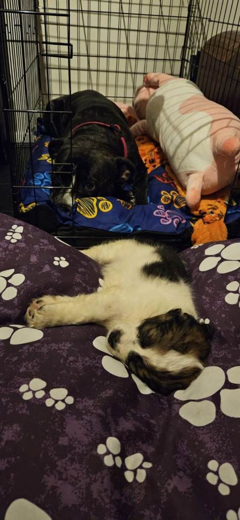 Cocker x springer puppy male