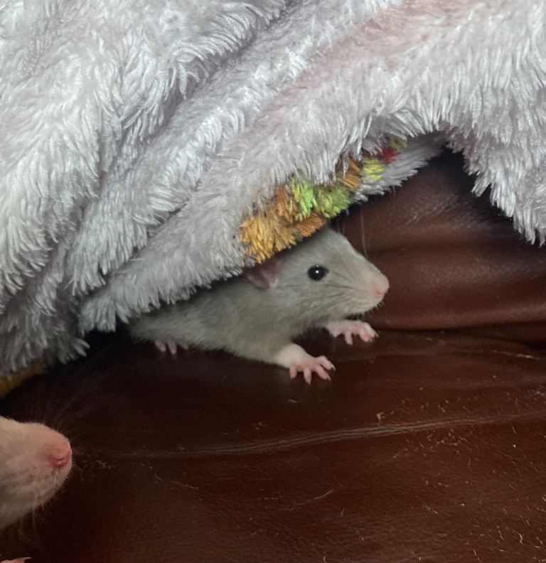 Baby rats