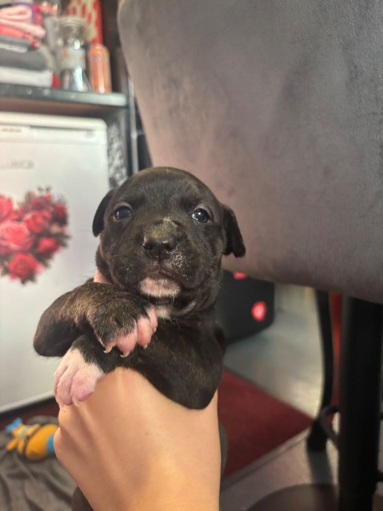 beautiful staffy mastiff puppies