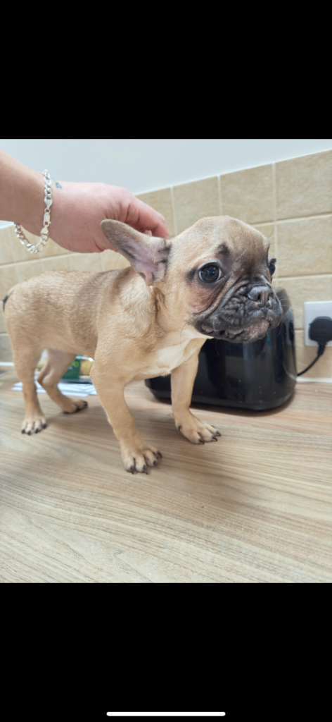 2 FEMALES FRENCHIES READY TO LEAVE 3 months old 
