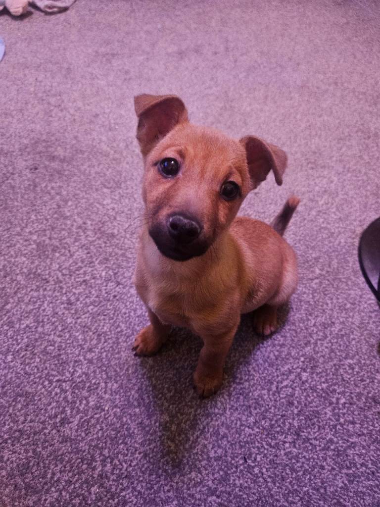 3 month old jack russel puppy