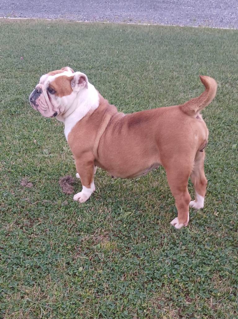 Old English Bulldog 