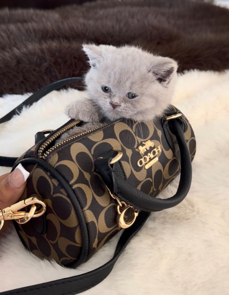 PRICE DROP! PURE British shorthair kittens ready to leave!