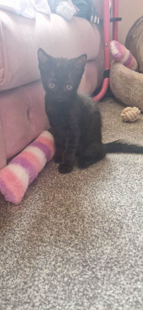 Half bengal kittens looking for forever home. Ready to leave now.