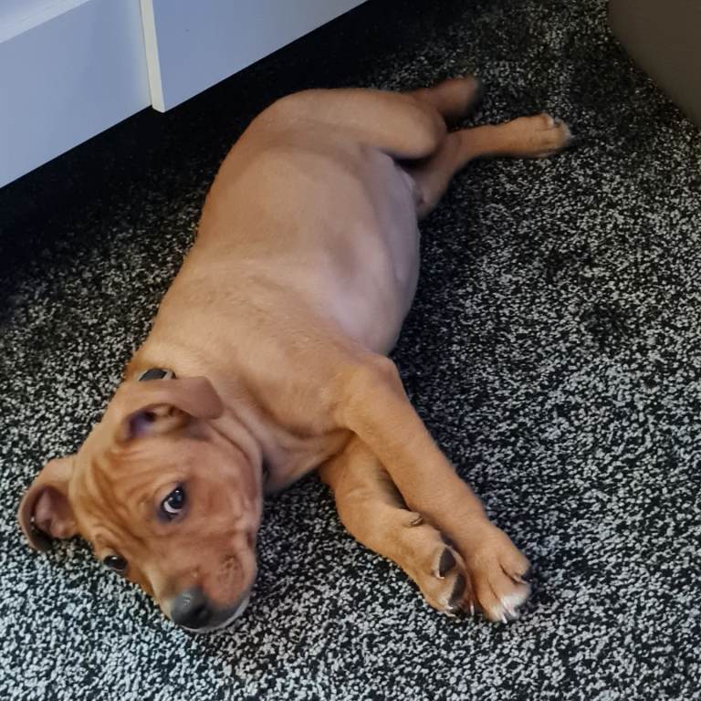 Staffordshire Bull Terrier 