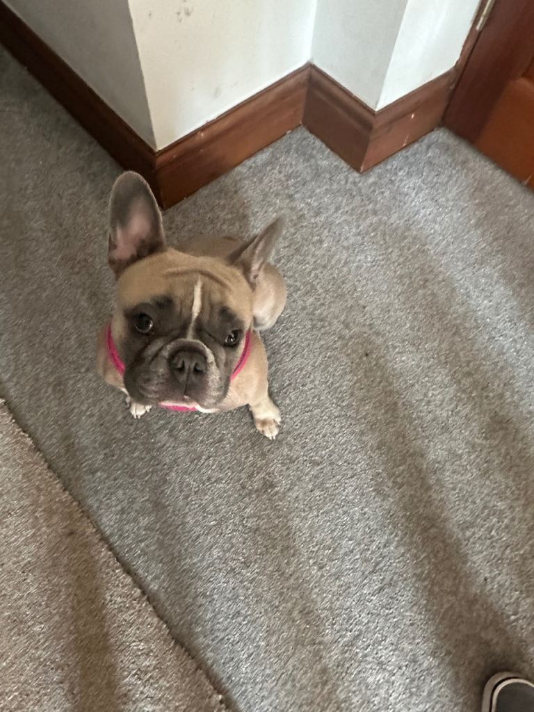 French bulldog female 