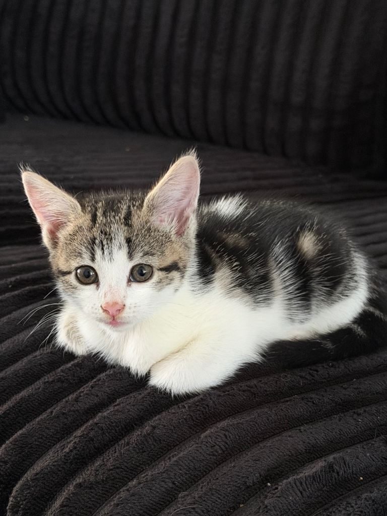 3 female Kittens for Rehoming 
