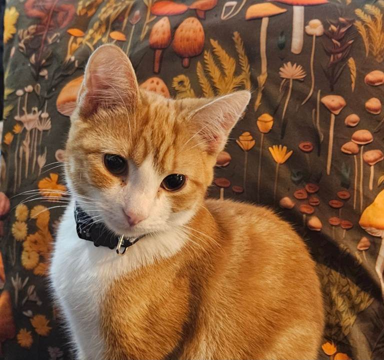 6 month old male kitten