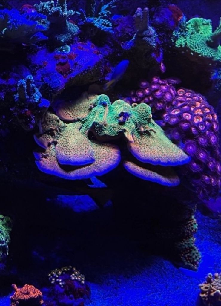 Tropic Thunder monti coral marine frag