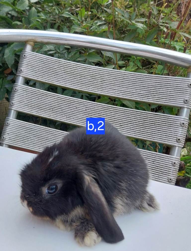 Mini lops for sale 