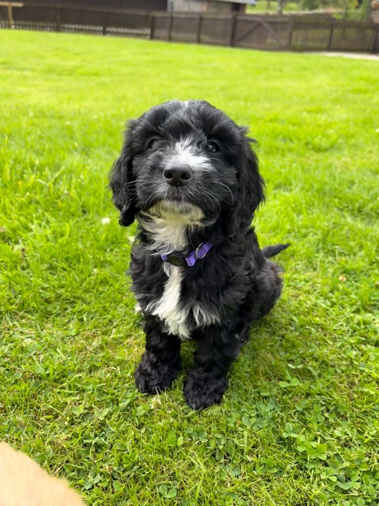 F1 female Cockapoo puppies