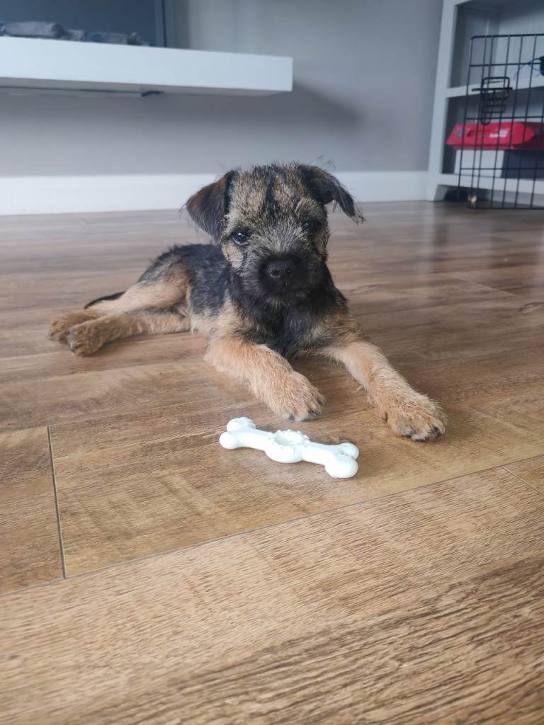 Border Terrier pup