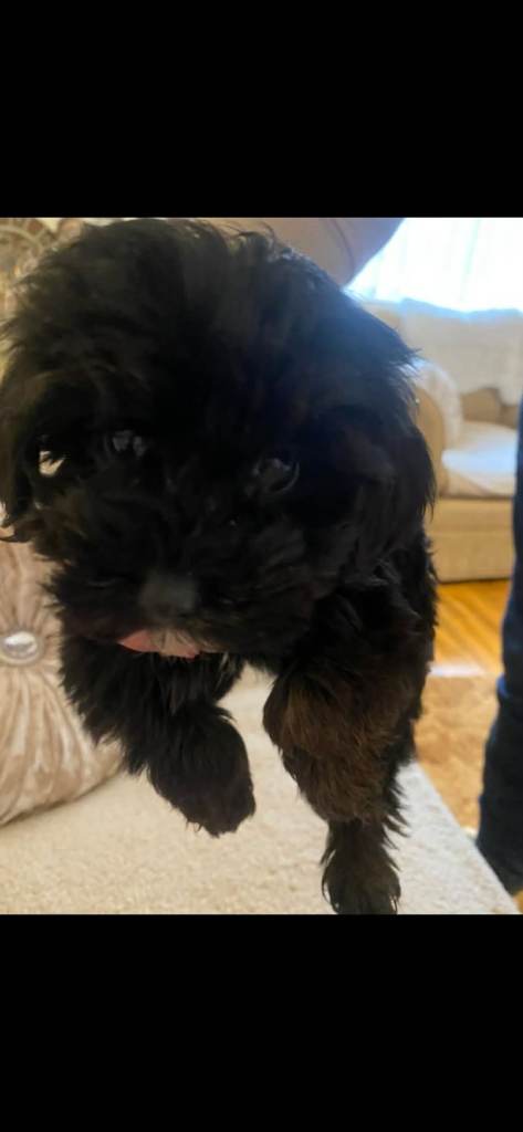 Little cockapoo girl puppy