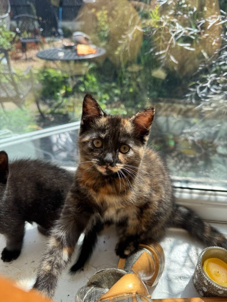 5 Beautiful Kittens Looking for Their Forever Homes