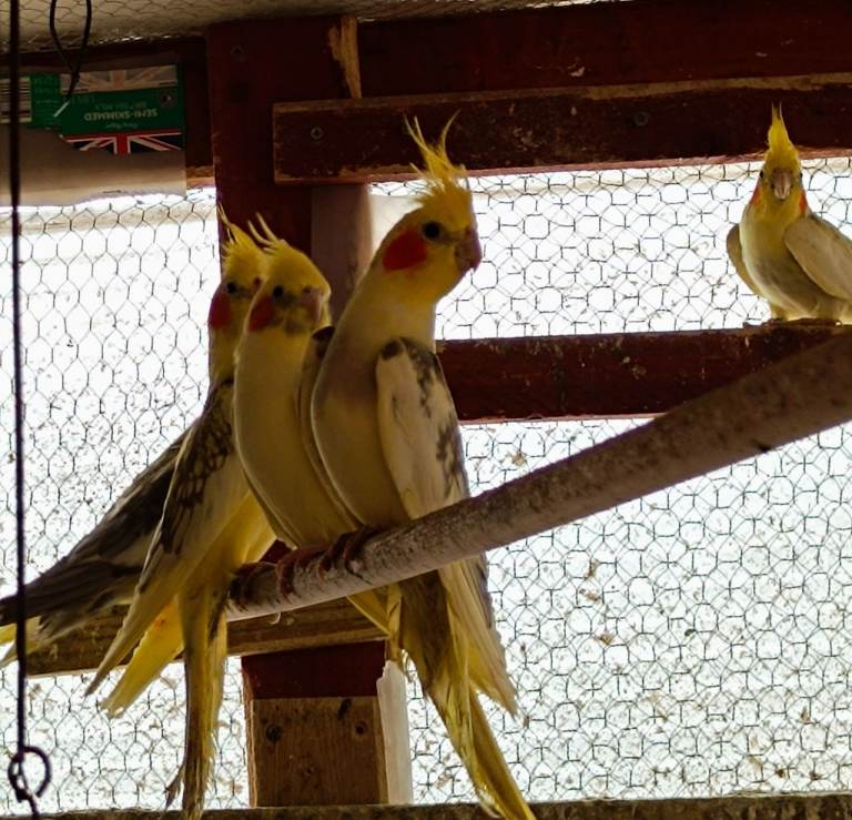 Cockatiels 