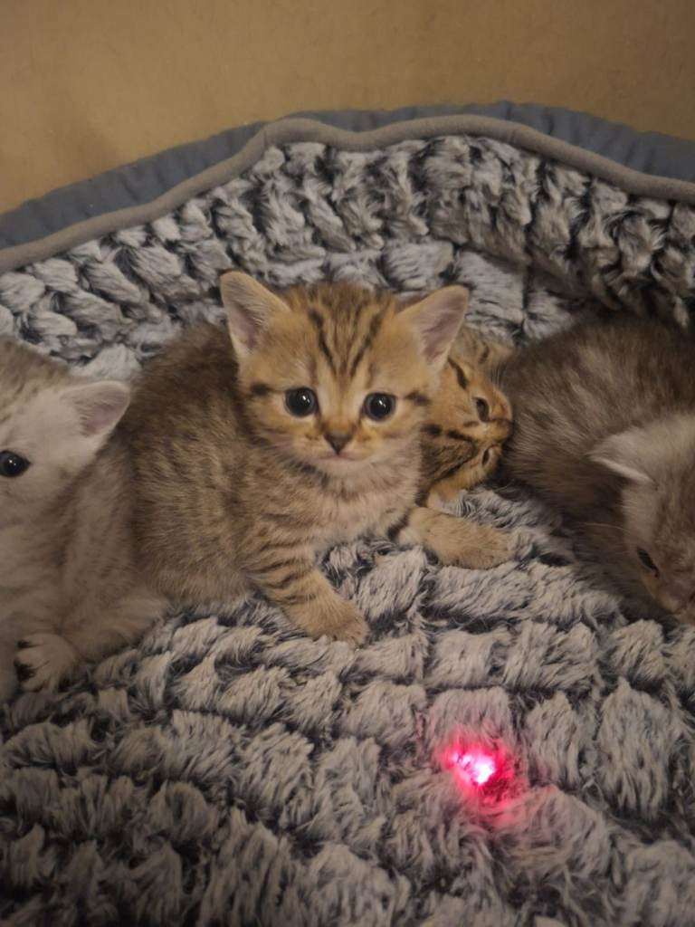 British short hair kittens