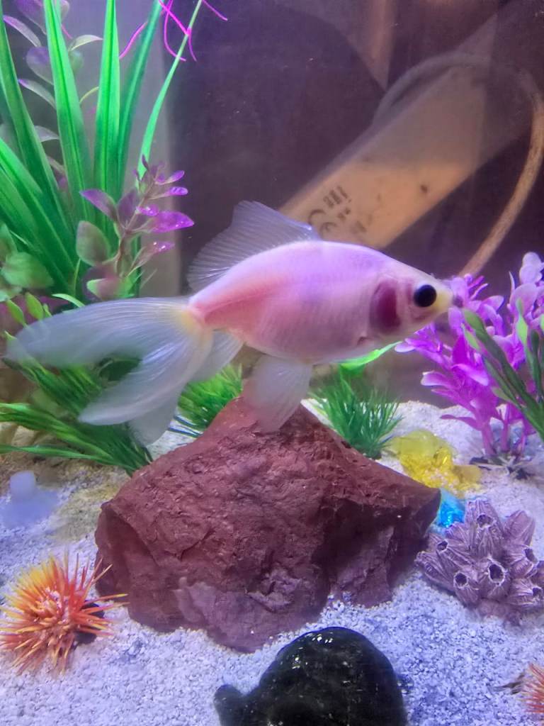 3 fancy goldfish 