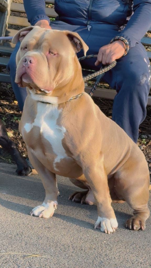 American bully urgent 