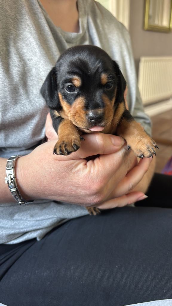 Miniature Dachshund pup 