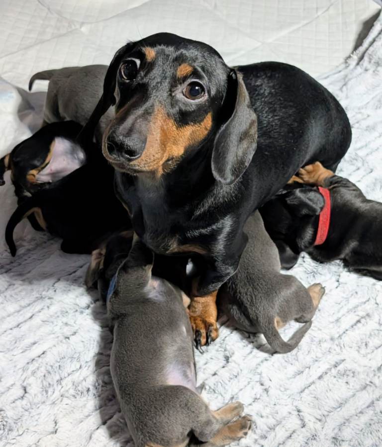 NOW ONLY 3 dachshund pups available 3 SOLD