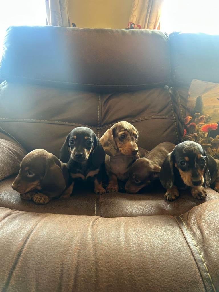 Miniature Dachshund puppies
