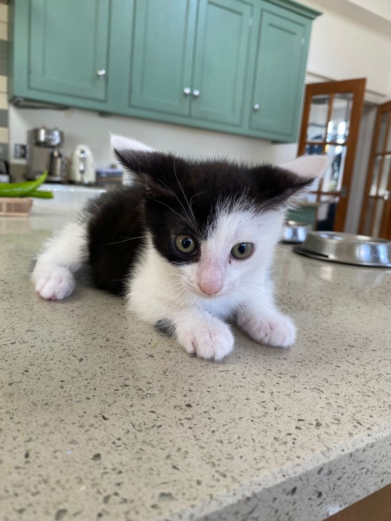 Kittens for sale