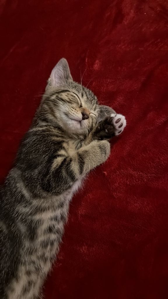 Kitten