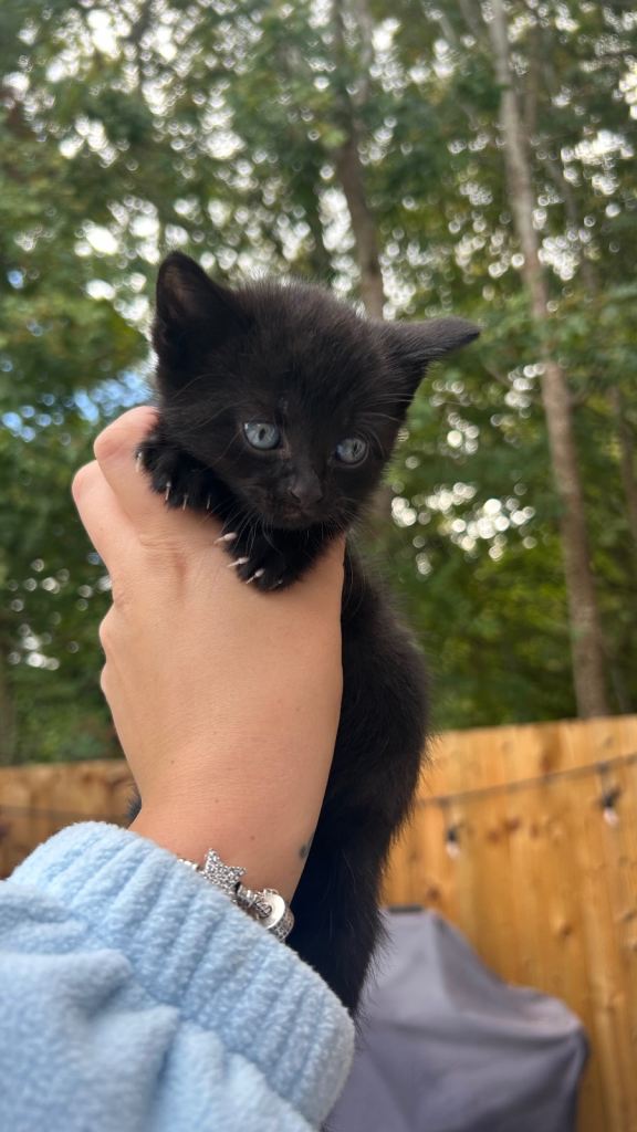 Stunning BSH KITTENS
