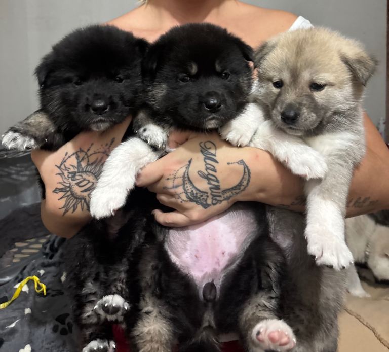 Huskita Puppies