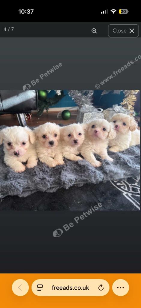 Bichon puppies 