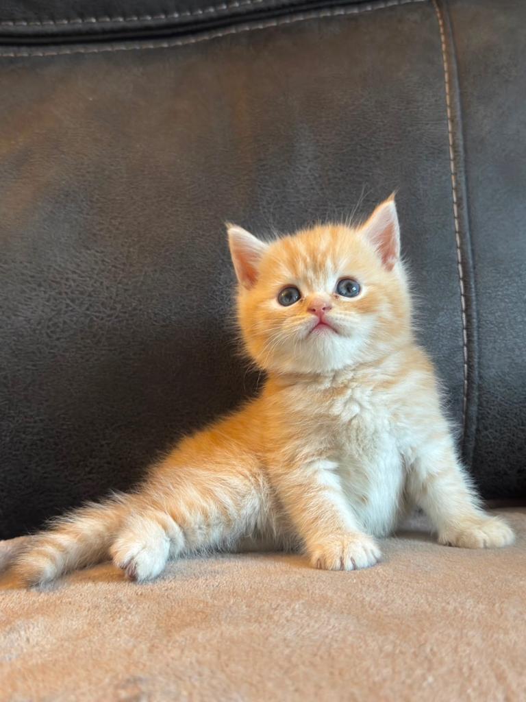4 kittens for sale 