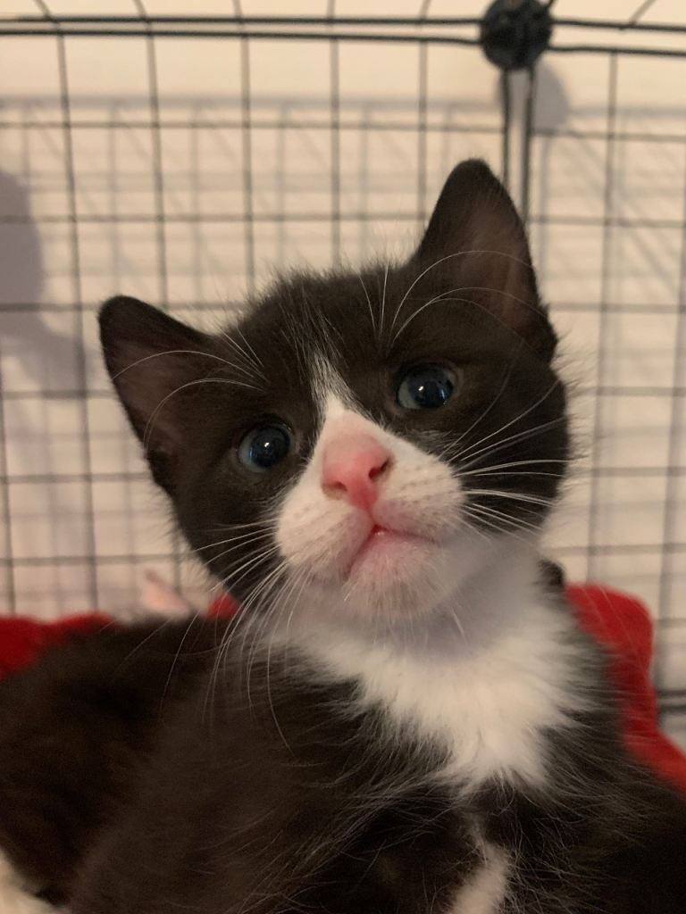 Last kitten left 